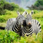 Conservation Projects - Zebras on Zebra