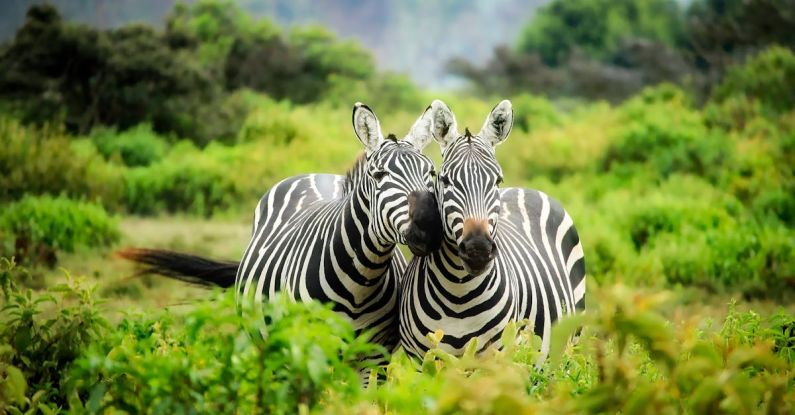 Conservation Projects - Zebras on Zebra