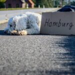Hitches - White Long Coat Dog Lying on Highway