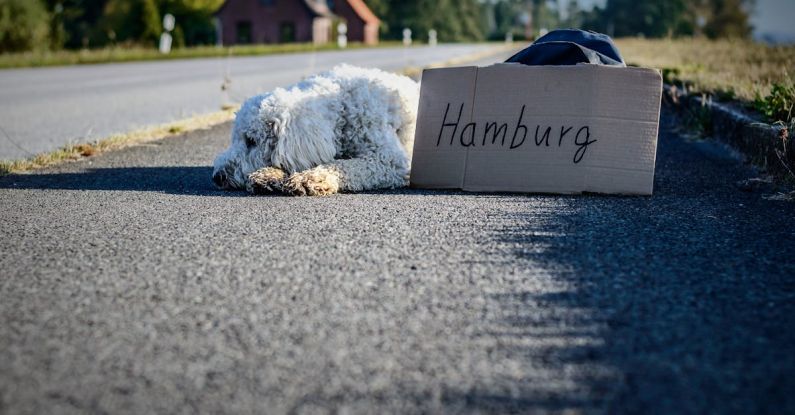 Hitches - White Long Coat Dog Lying on Highway