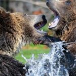 Bears - 2 Black Brown Bear on Body of Water