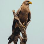 Eagle Scout Project - Eagle