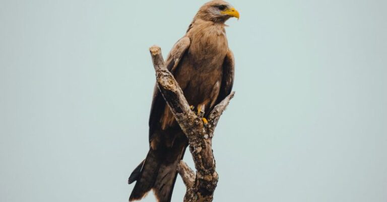 Eagle Scout Project - Eagle