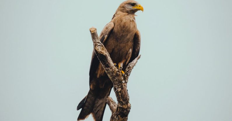 Eagle Scout Project - Eagle